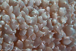 BD-161031-Reta-4251-Plerogyra-sinuosa-(Dana.-1846)-[Rounded-bubblegum-coral].jpg